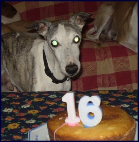 Casey comemorando 16 anos